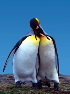 Courtship ritual of a pair of King Penguins (Aptenodytes patagonica) Courtship ritual of a pair of King Penguins (Aptenodytes patagonica)