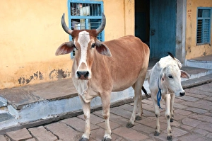 Cow and calf on the street, Jojawar, Rajasthan, India Cow and calf on the street, Jojawar, Rajasthan, India