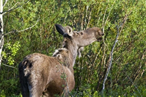 Cow female moose feed on branches in the Many Glacier Valley of Glacier National Cow female moose feed on branches in the Many Glacier Valley of Glacier National