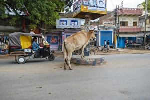 Cow in the middle of the street, Varanasi, India Cow in the middle of the street, Varanasi, India