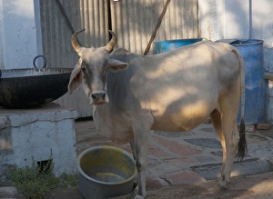 Cow wandering though the village, Jojawar, Rajasthan, India Cow wandering though the village, Jojawar, Rajasthan, India