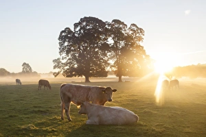 Cows in field, sunrise, Usk Valley, South Wales, UK Cows in field, sunrise, Usk Valley, South Wales, UK