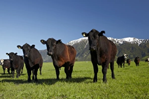 Cows near Kaikoura, and Seaward Kaikoura Ranges, Marlborough, South Island, New Zealand Cows near Kaikoura, and Seaward Kaikoura Ranges, Marlborough, South Island, New Zealand