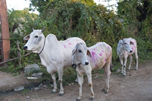 Cows painted in different patters and colors to show ownership, Jojawar, Rajasthan, India Cows painted in different patters and colors to show ownership, Jojawar, Rajasthan, India