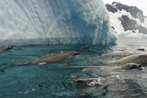 crabeater seals, Lobodon carcinophaga, feeding on a school of krill in waters off crabeater seals, Lobodon carcinophaga, feeding on a school of krill in waters off