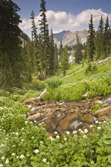 Creek above Red Pine Lake and Heartleaf bittercress (Cardamine cordifolia) Wildflowers Creek above Red Pine Lake and Heartleaf bittercress (Cardamine cordifolia) Wildflowers