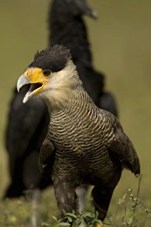 Crested Caracara, Polyborus plancus, as it scans ground for food. Pantanal, Brazil Crested Caracara, Polyborus plancus, as it scans ground for food. Pantanal, Brazil