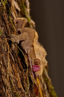 Crested Gecko, Rhacodactylus ciliatus, Native to New Caledonia Crested Gecko, Rhacodactylus ciliatus, Native to New Caledonia