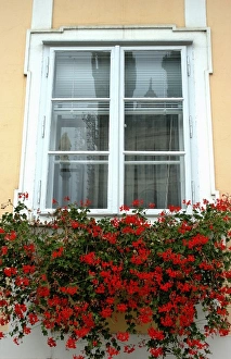 Croatia, Zagreb, Lower Town, flowers in window box Croatia, Zagreb, Lower Town, flowers in window box
