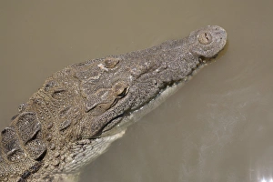Crocodile, Black River Town, Jamaica South Coast Crocodile, Black River Town, Jamaica South Coast