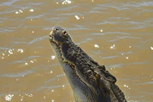 Crocodile jumping out of the water on the Jumping Crocodile Cruise, Adelaide River Crocodile jumping out of the water on the Jumping Crocodile Cruise, Adelaide River