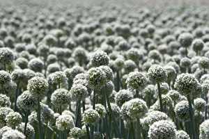 A crop of onions with seed heads in Canyon County, Idaho A crop of onions with seed heads in Canyon County, Idaho