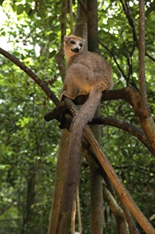 Crowned Lemur (Eulemur coronatus), Ankarana National Park, Northern Madagascar Crowned Lemur (Eulemur coronatus), Ankarana National Park, Northern Madagascar