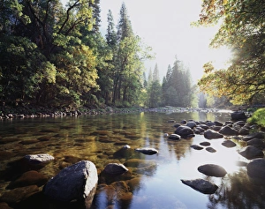 Peaceful Forest Landscape Prints: CTF-050