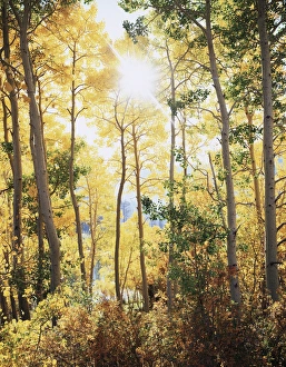 Tranquil Forest Atmosphere Prints: CTF-0571
