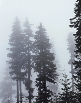Old Growth Forest Prints: CTF-0577
