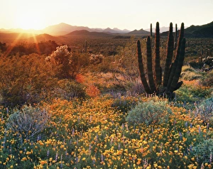 Desert Sunset Prints: CTF-1445