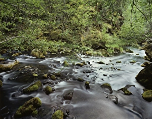 Dense Foliage Photography Prints: CTF-1594
