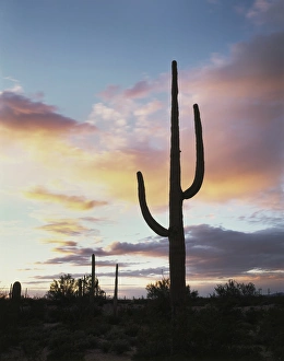 American Southwest Prints: CTF-1680