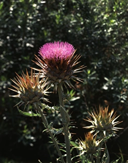 Prickly Plant Prints: CTF-1687