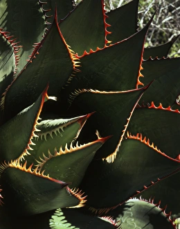 Agave Plant Prints: CTF-1701
