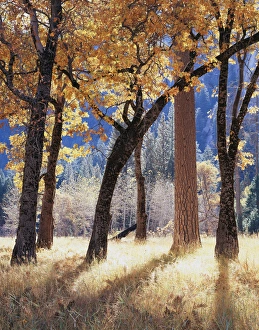 Fall Foliage Prints: CTF-301
