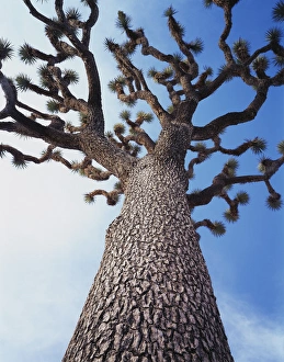 Tree Photography Prints: CTF-308