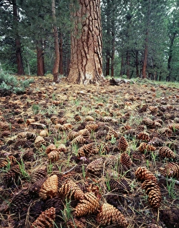 Forest Floor Vegetation Prints: CTF-312