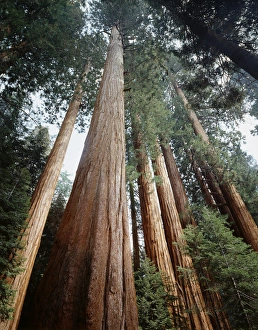 Giant Sequoias Prints: CTF-315