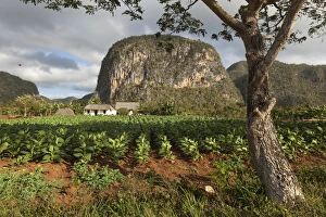 Cuba, Vinales. A field of tobacco grows on a farm beneath a mogote, a karst formation Cuba, Vinales. A field of tobacco grows on a farm beneath a mogote, a karst formation