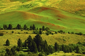 Cultivation Pattrens in the Palouse from Steptoe Butte Cultivation Pattrens in the Palouse from Steptoe Butte