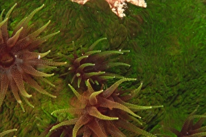 Cup Corals (Tubastrea sp.), Bligh Water, Viti Levu, Fiji, South Pacific Cup Corals (Tubastrea sp.), Bligh Water, Viti Levu, Fiji, South Pacific