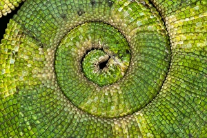Curled tail pattern, Jacksons Chameleon, Chamaeleo jacksoni, Kenya Curled tail pattern, Jacksons Chameleon, Chamaeleo jacksoni, Kenya