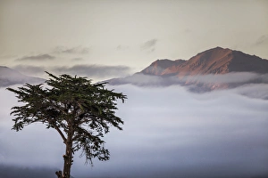 Cypress tree in foreground with clouds and mountain in background near Kaikoura, South Island Cypress tree in foreground with clouds and mountain in background near Kaikoura, South Island