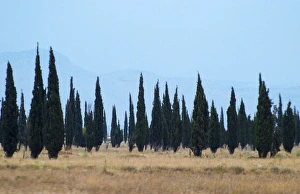 Cypress trees on a dry plain forming a strange pattern, high mountains in the background Cypress trees on a dry plain forming a strange pattern, high mountains in the background