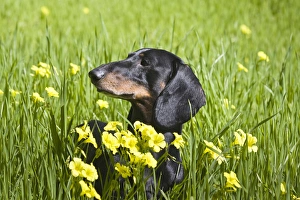A Dachshund/Doxen in a field with yellow flowers in the foreground A Dachshund/Doxen in a field with yellow flowers in the foreground