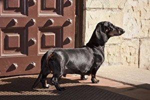A Dachshund/Doxen standing in a doorway looking out A Dachshund/Doxen standing in a doorway looking out