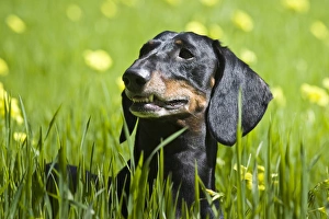 A Dachshund/Doxen standing in field of greenery A Dachshund/Doxen standing in field of greenery