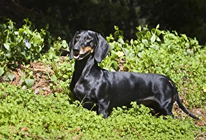 A Dachshund/Doxen standing in a garden of green A Dachshund/Doxen standing in a garden of green