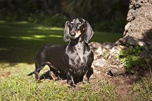 A Dachshund/Doxen standing in a patch of sun light in a park next to a tree A Dachshund/Doxen standing in a patch of sun light in a park next to a tree