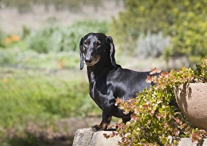 A Dachshund/Doxen standing, on a sandstone wall in a garden A Dachshund/Doxen standing, on a sandstone wall in a garden