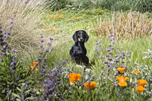 A Dachshund/Doxen standing on a small rock in a field of wildflowers A Dachshund/Doxen standing on a small rock in a field of wildflowers