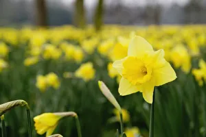 Spring Bouquet Prints: Daffodils (RF)