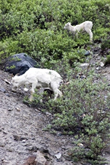 Dall Sheep Ewe and Lamb(Ovis dalli dalli) - Arctic National Wildlife Refuge, Alaska Dall Sheep Ewe and Lamb(Ovis dalli dalli) - Arctic National Wildlife Refuge, Alaska