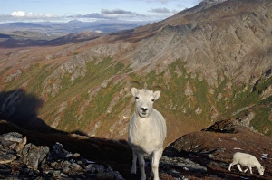 dall sheep, Ovis dalli, ewe on a hillside during fall colors, Mount Margaret, Denali National Park dall sheep, Ovis dalli, ewe on a hillside during fall colors, Mount Margaret, Denali National Park