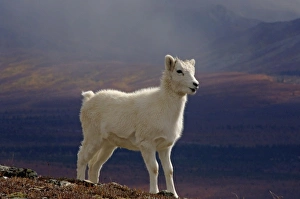 dall sheep, Ovis dalli, lamb on a hillside during fall colors, Mount Margaret, Denali National Park dall sheep, Ovis dalli, lamb on a hillside during fall colors, Mount Margaret, Denali National Park