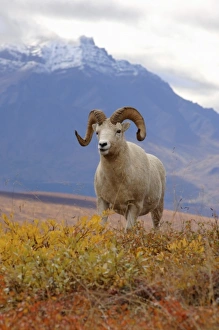 dall sheep, Ovis dalli, ram on a hillside during fall colors, Mount Margaret, Denali National Park dall sheep, Ovis dalli, ram on a hillside during fall colors, Mount Margaret, Denali National Park