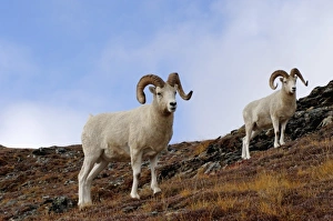 dall sheep, Ovis dalli, rams on a hillside during fall colors, Mount Margaret, Denali National Park dall sheep, Ovis dalli, rams on a hillside during fall colors, Mount Margaret, Denali National Park