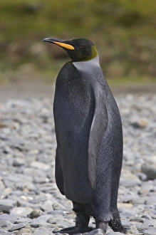 A dark charcoal gray colored melanistic king penguin contrasts sharply and stands A dark charcoal gray colored melanistic king penguin contrasts sharply and stands
