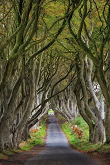 The Dark Hedges in County Antrim, Northern Ireland The Dark Hedges in County Antrim, Northern Ireland